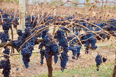 Mclaren Vale Luxury Full Day Small Group Wine Tour - Accommodation Bookings 9