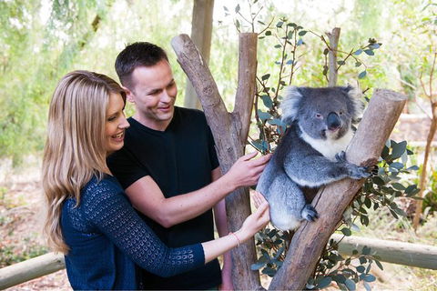 Adelaide Central Market With Cleland Wildlife Park And Mount Lofty Summit - Accommodation Bookings 1