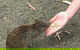 Food Tours Australia Cleland Wildlife Tour - thumb 0