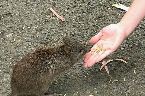 Food Tours Australia Cleland Wildlife Tour - Accommodation Bookings 0