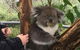 Food Tours Australia Cleland Wildlife Tour - thumb 1