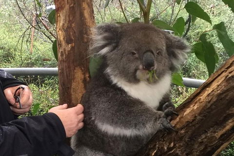 Food Tours Australia Cleland Wildlife Tour - Accommodation Bookings 1