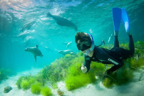 Half-Day Sea Lion Snorkeling Tour From Port Lincoln - Accommodation Bookings 0