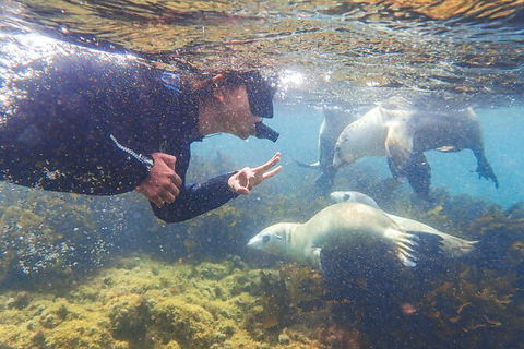 Half-Day Sea Lion Snorkeling Tour From Port Lincoln - Accommodation Bookings 8