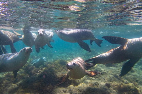 Half-Day Sea Lion Snorkeling Tour From Port Lincoln - Accommodation Bookings 2