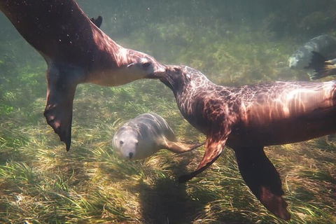 Half-Day Sea Lion Snorkeling Tour From Port Lincoln - Accommodation Bookings 6