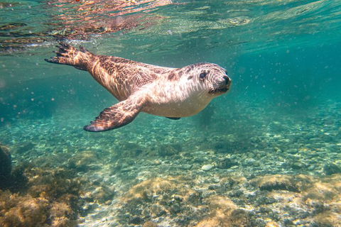 Half-Day Sea Lion Snorkeling Tour From Port Lincoln - Accommodation Bookings 4