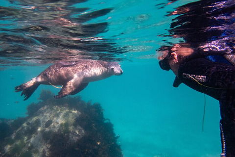 Half-Day Sea Lion Snorkeling Tour From Port Lincoln - Accommodation Bookings 5