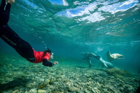 Half-Day Sea Lion Snorkeling Tour From Port Lincoln - Accommodation Bookings 1