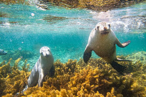 Half-Day Sea Lion Snorkeling Tour From Port Lincoln - Accommodation Bookings 7