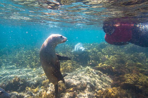 Half-Day Sea Lion Snorkeling Tour From Port Lincoln - Accommodation Bookings 3