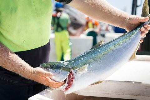 Exceptional Port Lincoln, Seafood And Wildlife Tour - Accommodation Bookings 9