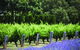 Ultimate Penfolds Magill Estate Experience - thumb 4