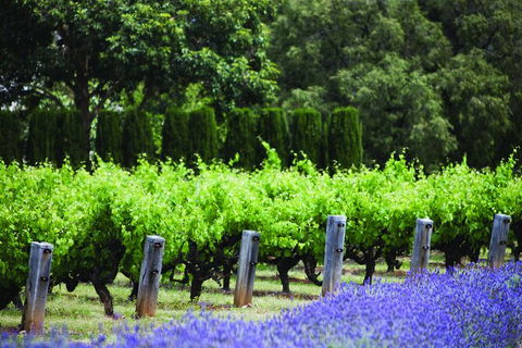 Ultimate Penfolds Magill Estate Experience - Accommodation Bookings 4