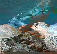Great Barrier Reef Sailing and Snorkeling Cruise from Port Douglas - Accommodation Bookings