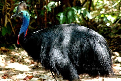 Daintree Rainforest, Cape Tribulation, Mossman Gorge In A Day - Accommodation Bookings 1