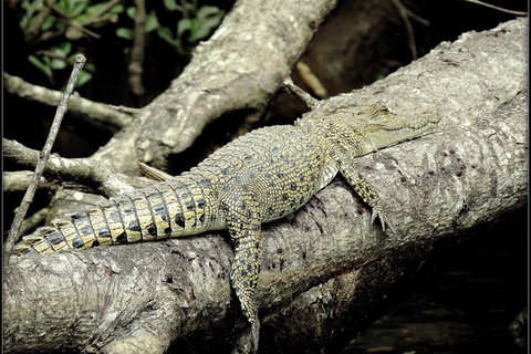 Daintree Rainforest, Cape Tribulation, Mossman Gorge In A Day - Accommodation Bookings 4