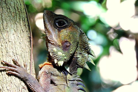 Daintree Rainforest, Cape Tribulation, Mossman Gorge In A Day - Accommodation Bookings 8