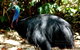 Daintree Rainforest, Cape Tribulation, Mossman Gorge In A Day - thumb 3