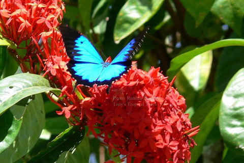 Daintree Rainforest, Cape Tribulation, Mossman Gorge In A Day - Accommodation Bookings 9