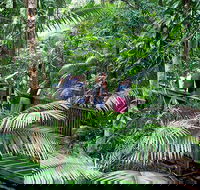 Full Day Daintree Rainforest and Mossman Gorge Tour - Accommodation Bookings