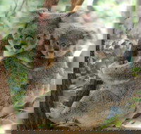 Lone Pine Koala Sanctuary Day Pass