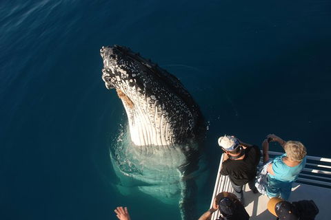 Hervey Bay Whale Watching Experience - Accommodation Bookings 0