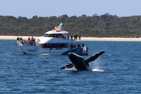 Hervey Bay Whale Watching Experience - Accommodation Bookings 1