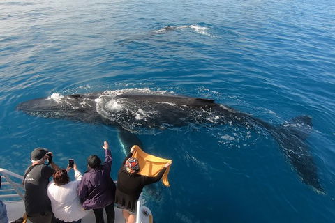 Hervey Bay Whale Watching Experience - Accommodation Bookings 6