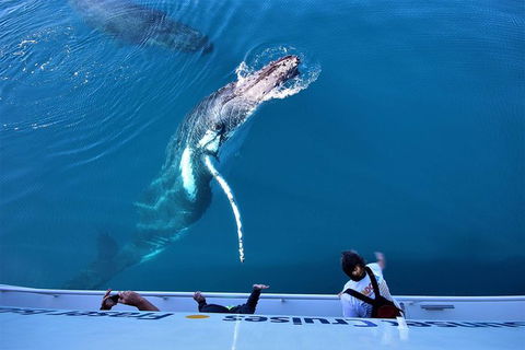Hervey Bay Whale Watching Experience - Accommodation Bookings 3