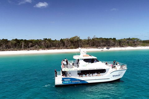 Hervey Bay Whale Watching Experience - Accommodation Bookings 11