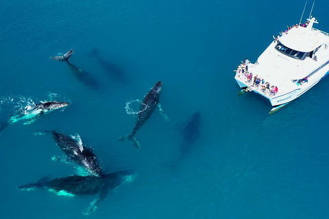 Hervey Bay Whale Watching Experience - Accommodation Bookings 7