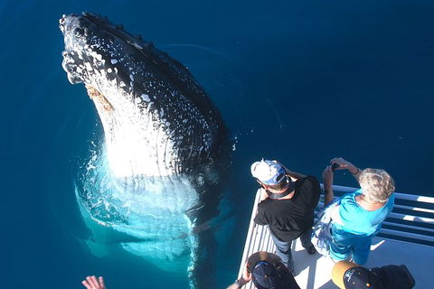 Hervey Bay Whale Watching Experience - Accommodation Bookings 14