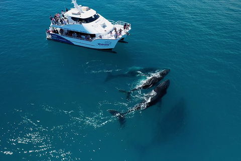 Hervey Bay Whale Watching Experience - Accommodation Bookings 2