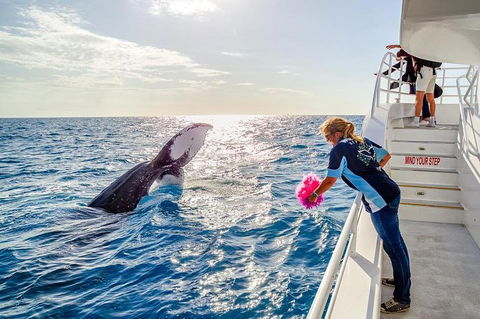 Hervey Bay Whale Watching Experience - Accommodation Bookings 8