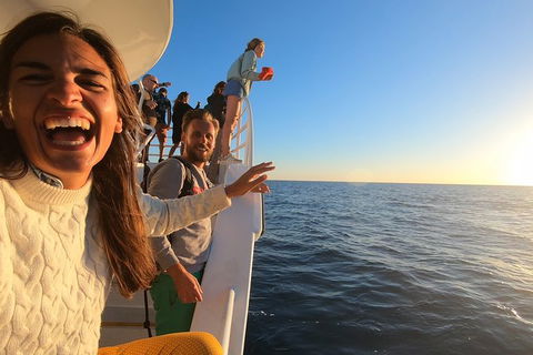 Hervey Bay Whale Watching Experience - Accommodation Bookings 9
