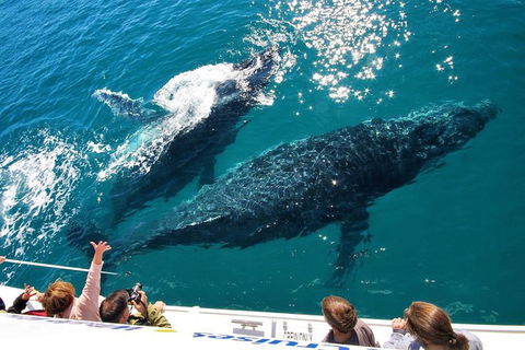 Hervey Bay Whale Watching Experience - Accommodation Bookings 12