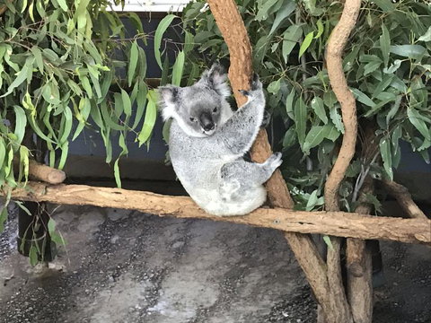 Lone Pine Koala Sanctuary Admission With Brisbane River Cruise - Accommodation Bookings 21