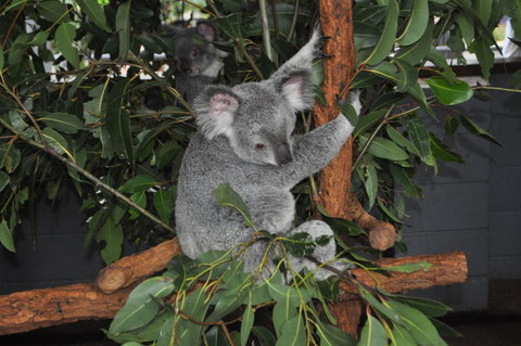 Lone Pine Koala Sanctuary Admission With Brisbane River Cruise - Accommodation Bookings 6