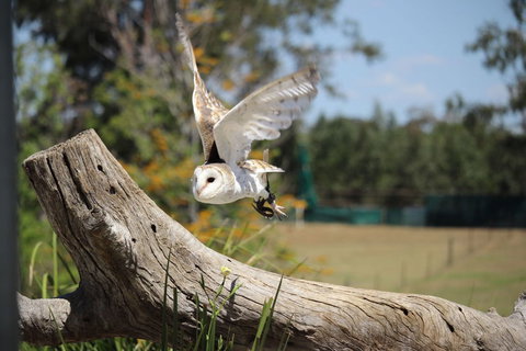 Lone Pine Koala Sanctuary Admission With Brisbane River Cruise - Accommodation Bookings 25