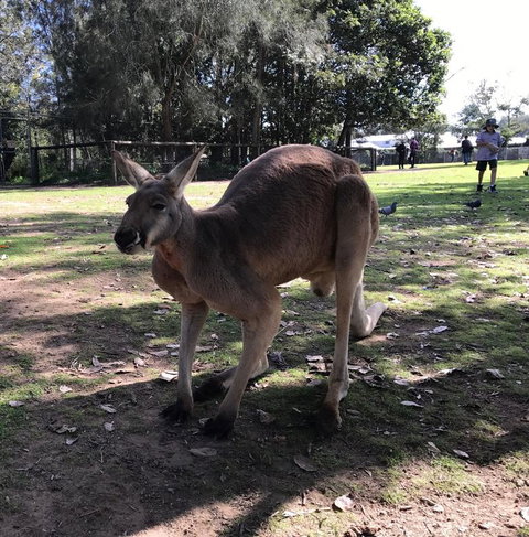 Lone Pine Koala Sanctuary Admission With Brisbane River Cruise - Accommodation Bookings 15