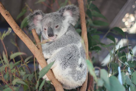 Lone Pine Koala Sanctuary Admission With Brisbane River Cruise - Accommodation Bookings 9