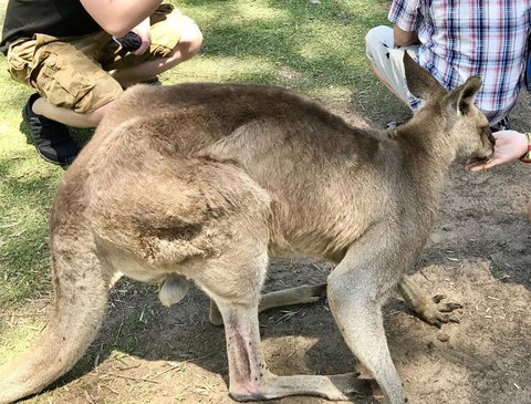Lone Pine Koala Sanctuary Admission With Brisbane River Cruise - Accommodation Bookings 19
