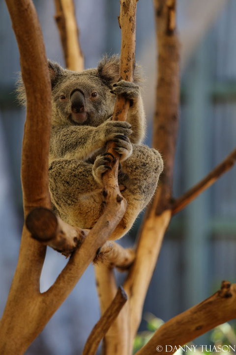 Lone Pine Koala Sanctuary Admission With Brisbane River Cruise - Accommodation Bookings 24