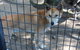 Lone Pine Koala Sanctuary Admission With Brisbane River Cruise - thumb 10