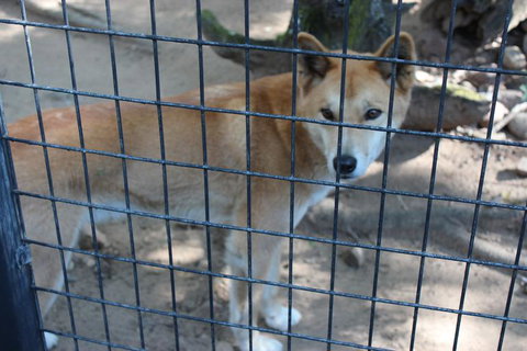 Lone Pine Koala Sanctuary Admission With Brisbane River Cruise - Accommodation Bookings 10