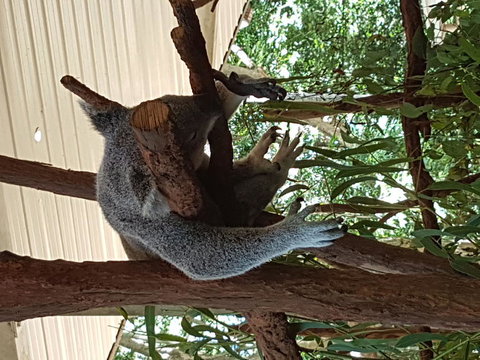 Lone Pine Koala Sanctuary Admission With Brisbane River Cruise - Accommodation Bookings 2