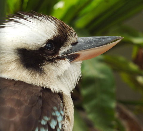Lone Pine Koala Sanctuary Admission With Brisbane River Cruise - Accommodation Bookings 23