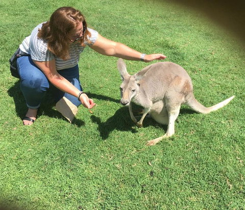 Lone Pine Koala Sanctuary Admission With Brisbane River Cruise - Accommodation Bookings 13