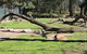 Lone Pine Koala Sanctuary Admission With Brisbane River Cruise - thumb 12